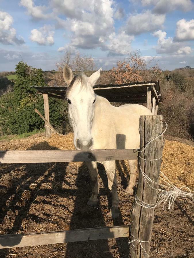 Le Casette In Collina Cerveteri Eksteriør billede